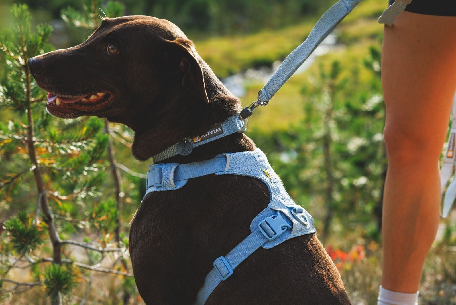 Ruffwear Front Range Harness vs Front Range Flex: Which Is Right for Your Dog?