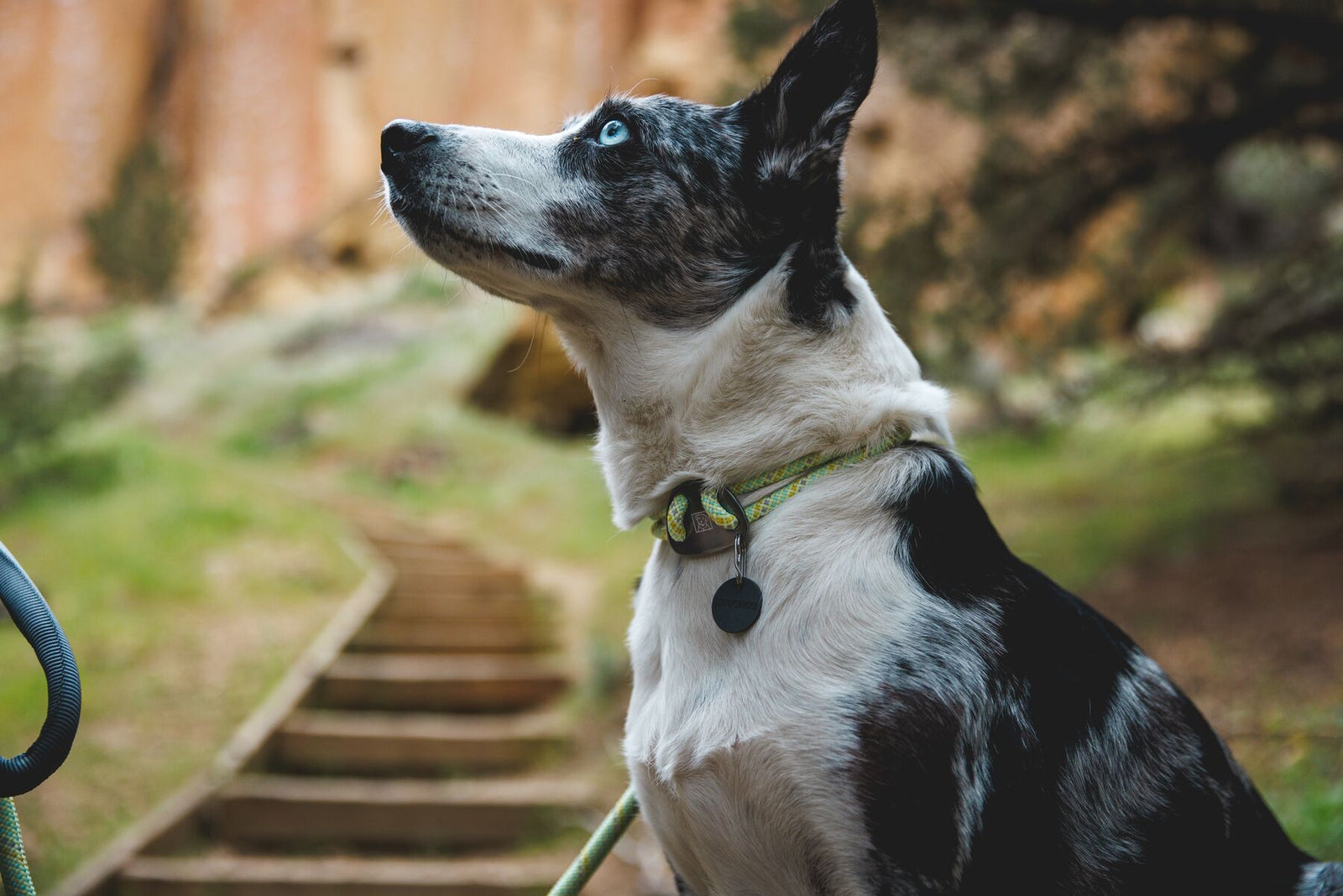 Border collie wearing Ruffwear Knot-a-Collar in Moss Green with tag silencer, looking up alertly on a rocky trail at Smith Rock, Oregon