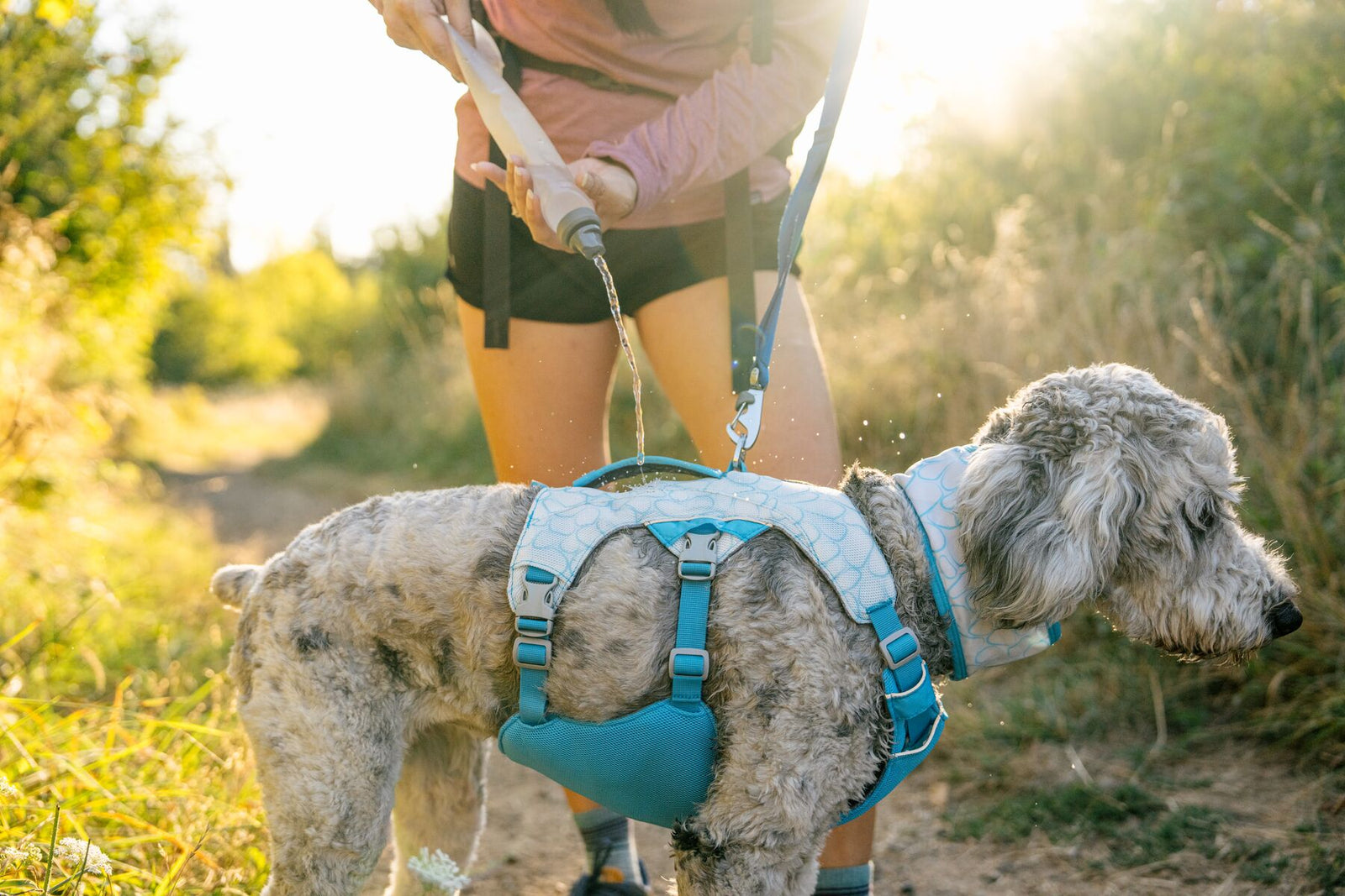 Dog wearing Ruffwear Swamp Cooler Harness on a trail walk, golden light