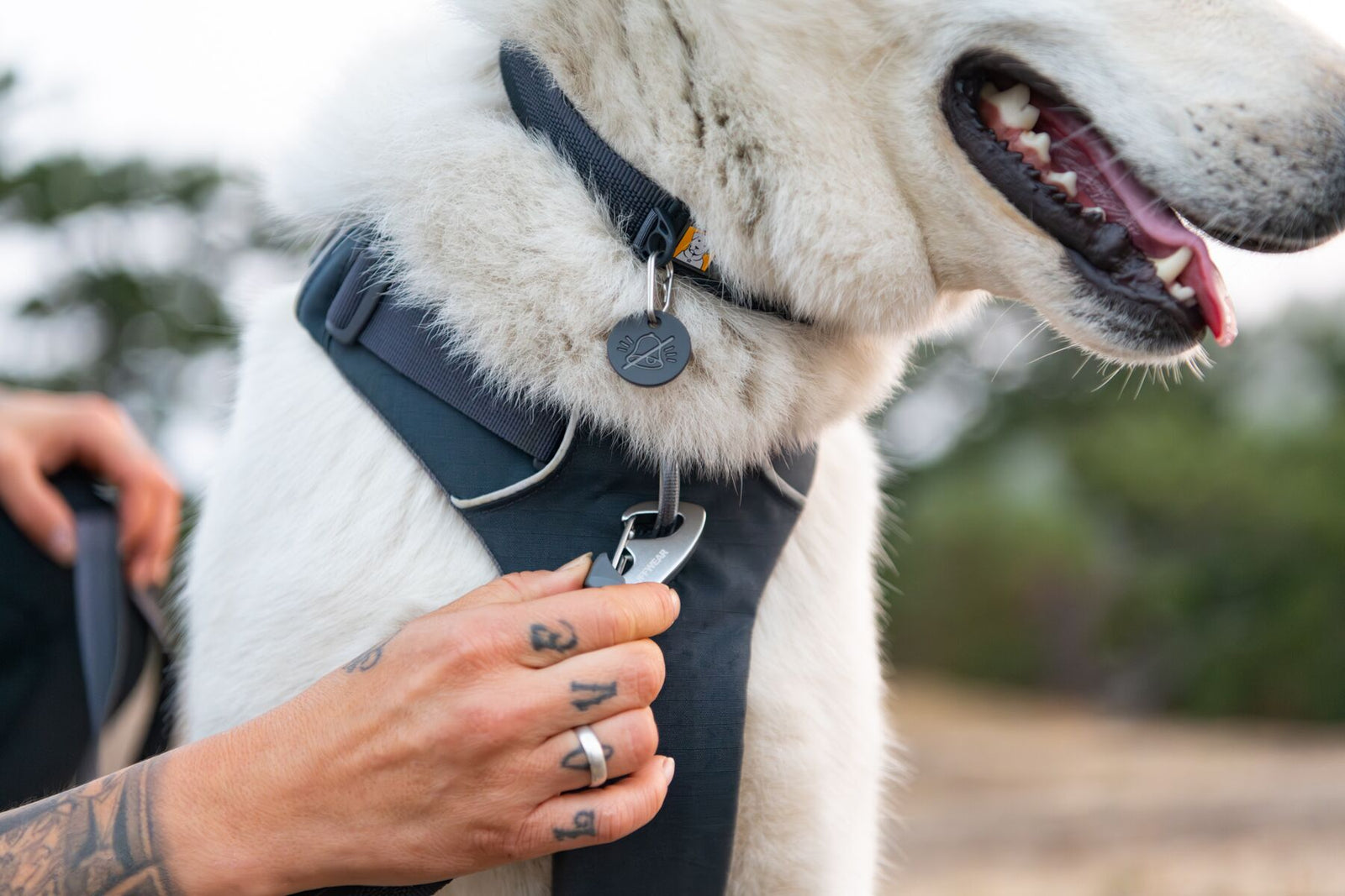 Handler clipping a lead to a Ruffwear Front Range Collar in Basalt Gray on a white dog wearing a matching Front Range Harness