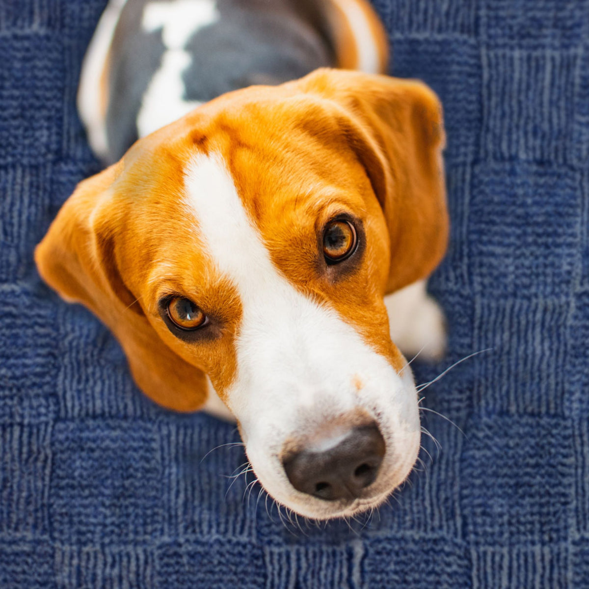 Vetbed Non Slip Select Range for pets | Barks &amp; Bunnies