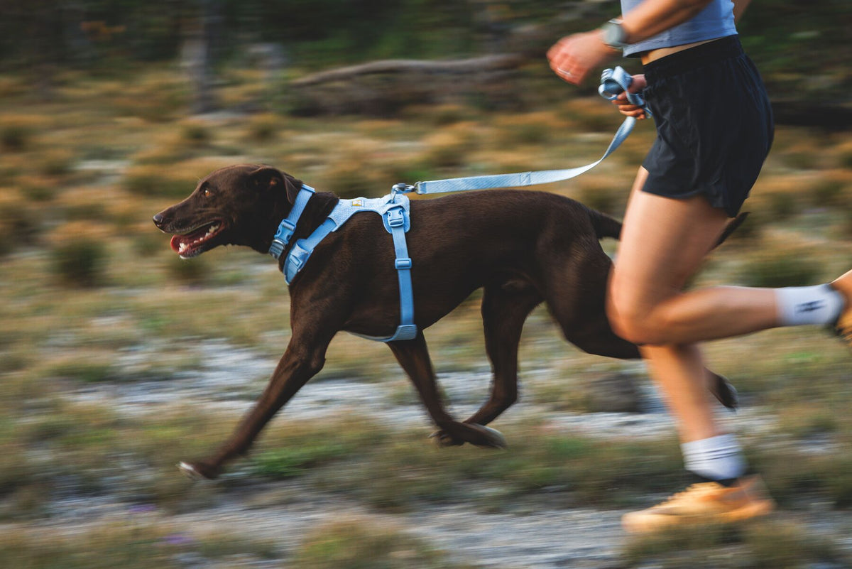 A dark chocolate Labrador running at full stride wearing the Ruffwear Front Range Flex Harness in Polar Blue, on lead alongside a trail runner on open moorland