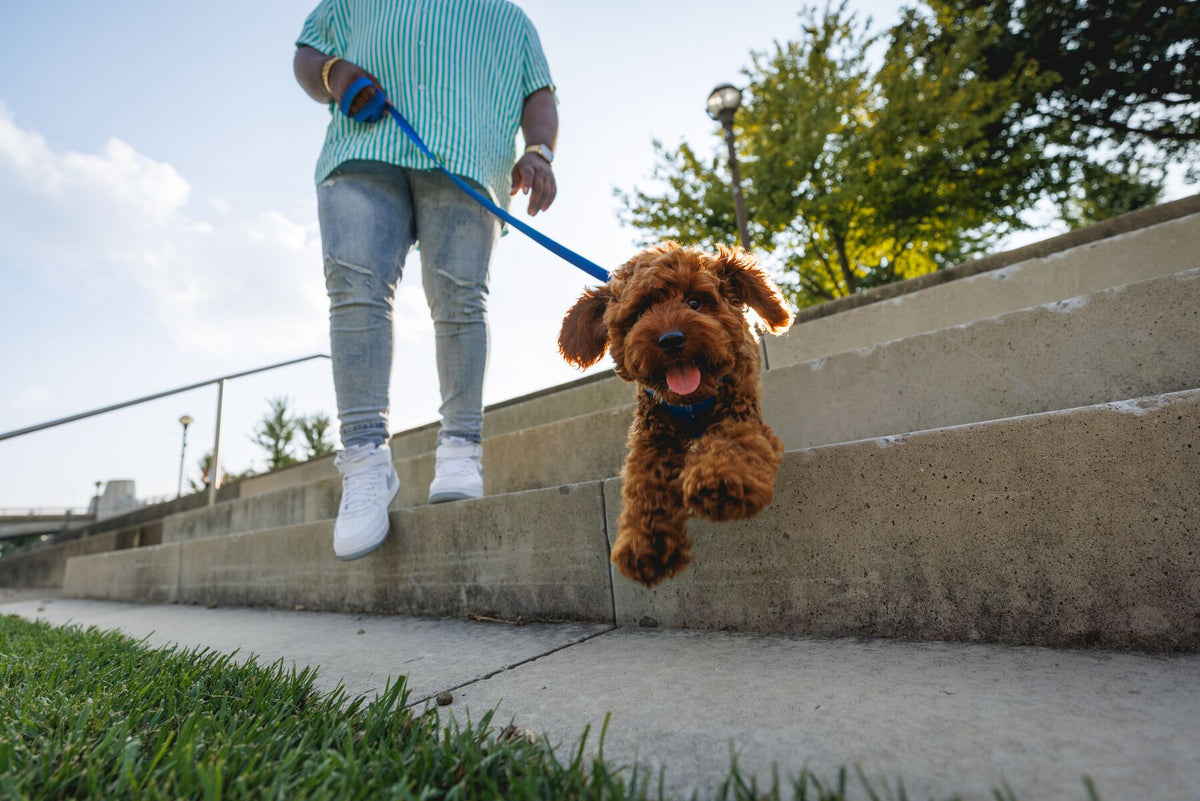 Person walking a happy golden Cockapoo jumping down steps on a Ruffwear Front Range Lead and Harness in Blue Pool, urban setting