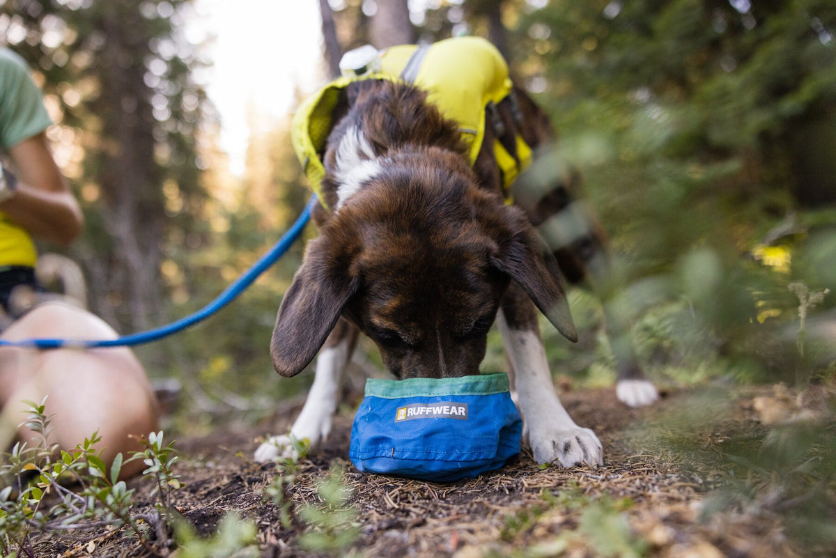 Dog wearing a Ruffwear harness drinking from a Trail Runner Bowl on a mountain trail