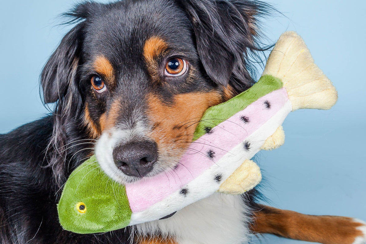 Australian Shepherd holding a Fluff &amp; Tuff Burt the Lake Trout squeaky plush dog toy in its mouth against a blue background.