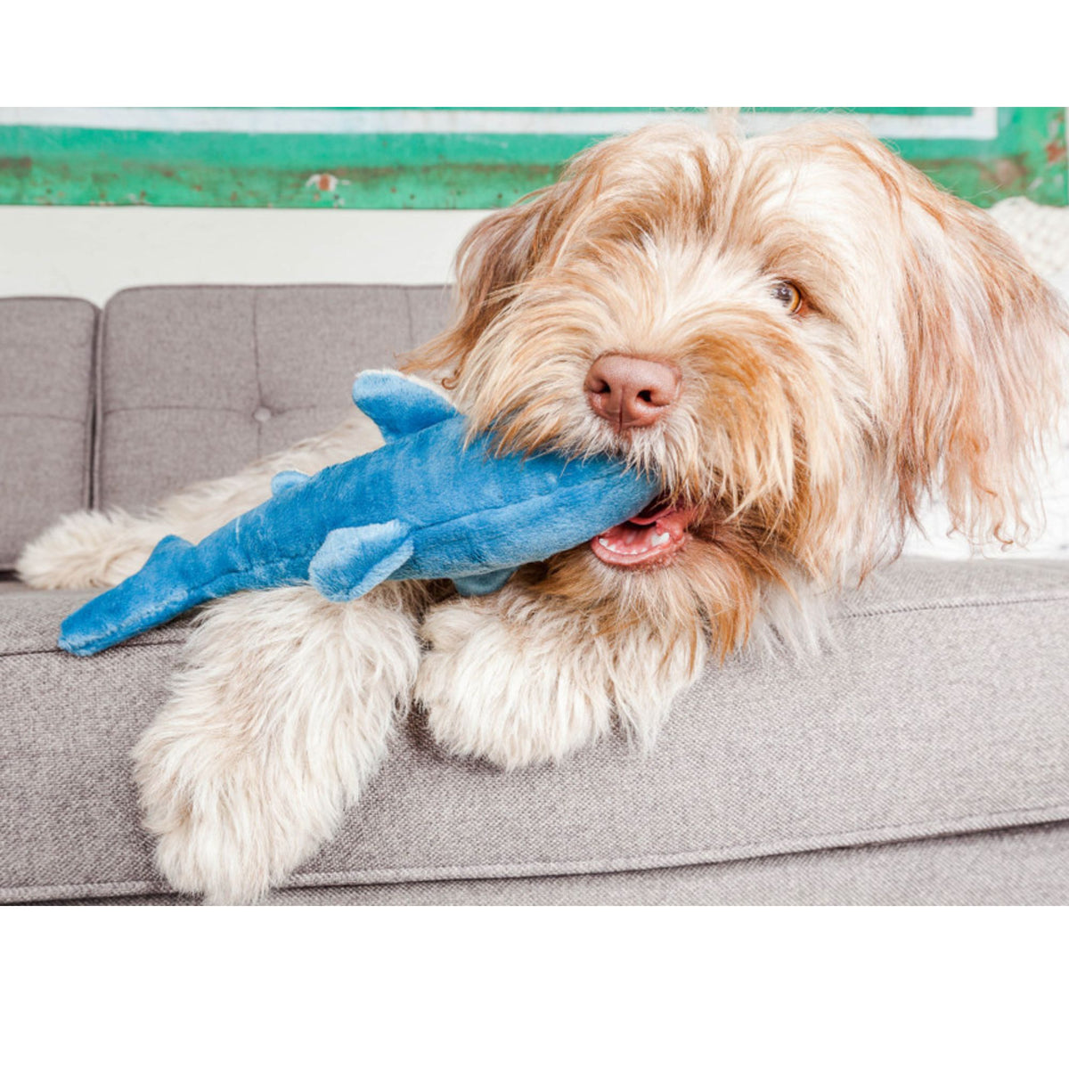 Fluffy dog lying on sofa holding Fluff & Tuff Tank Shark blue plush toy in mouth