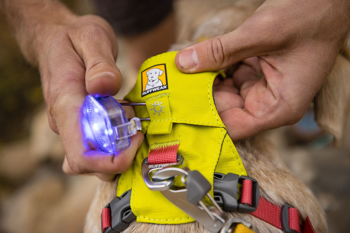 Close-up of hands clipping the Ruffwear Beacon safety light illuminated in blue onto the light loop of a yellow Ruffwear Hi &amp; Light harness on a dog, showing the Quick Clip attachment in action