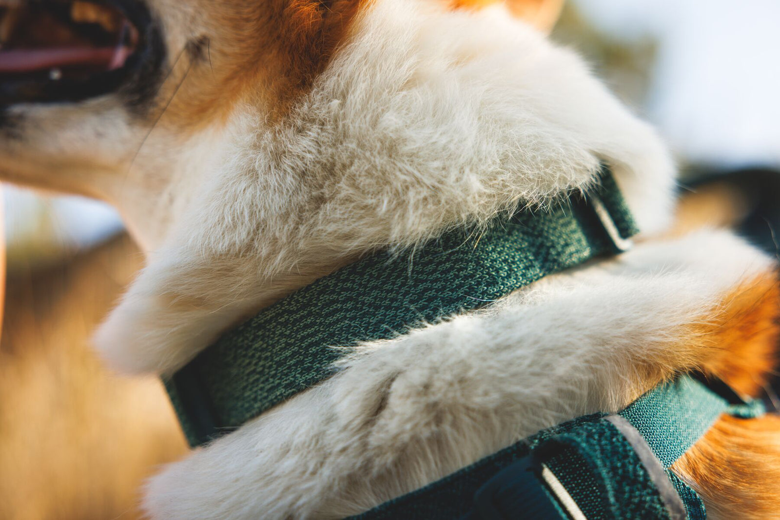 Ruffwear Front Range Flex Collar in Deep Teal Close Up