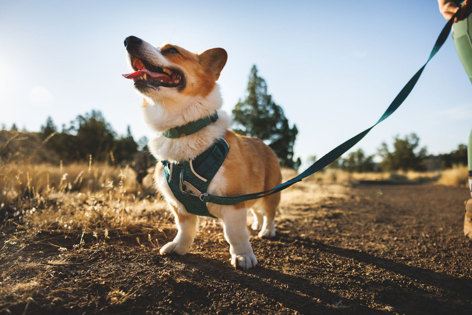Ruffwear Front Range Flex Harness in Deep Teal worn by a corgi dog on a trail walk