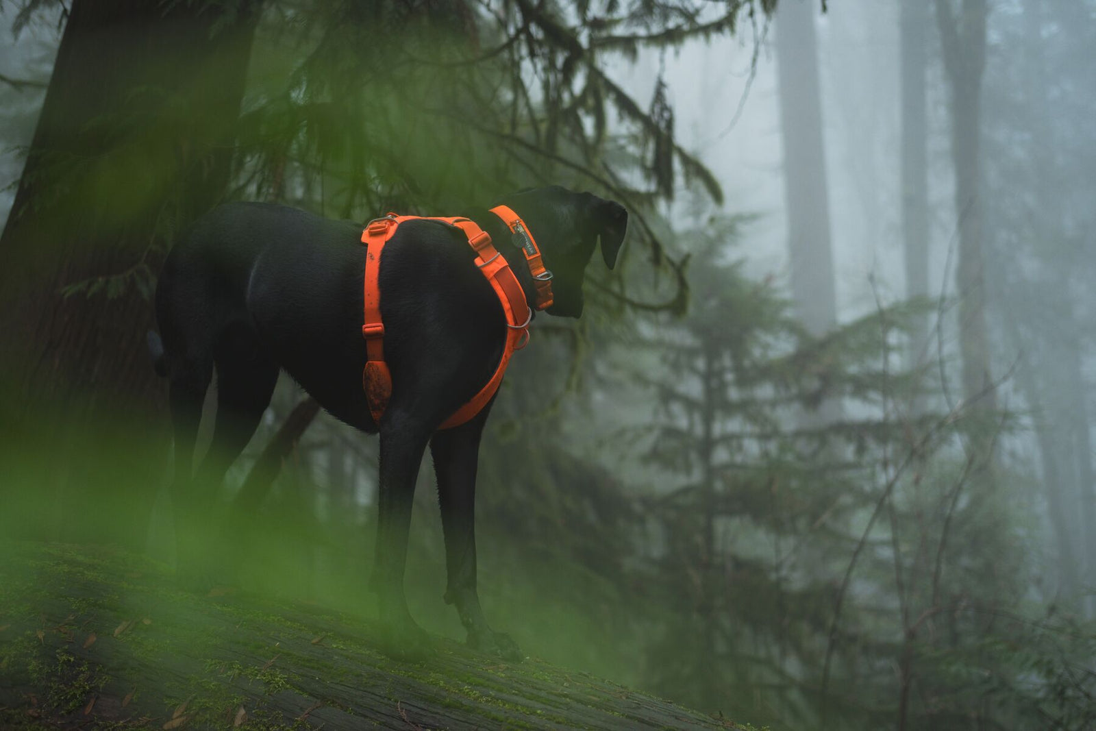 Dark dog exploring a misty forest trail wearing a Ruffwear Front Range Harness in Blaze Orange