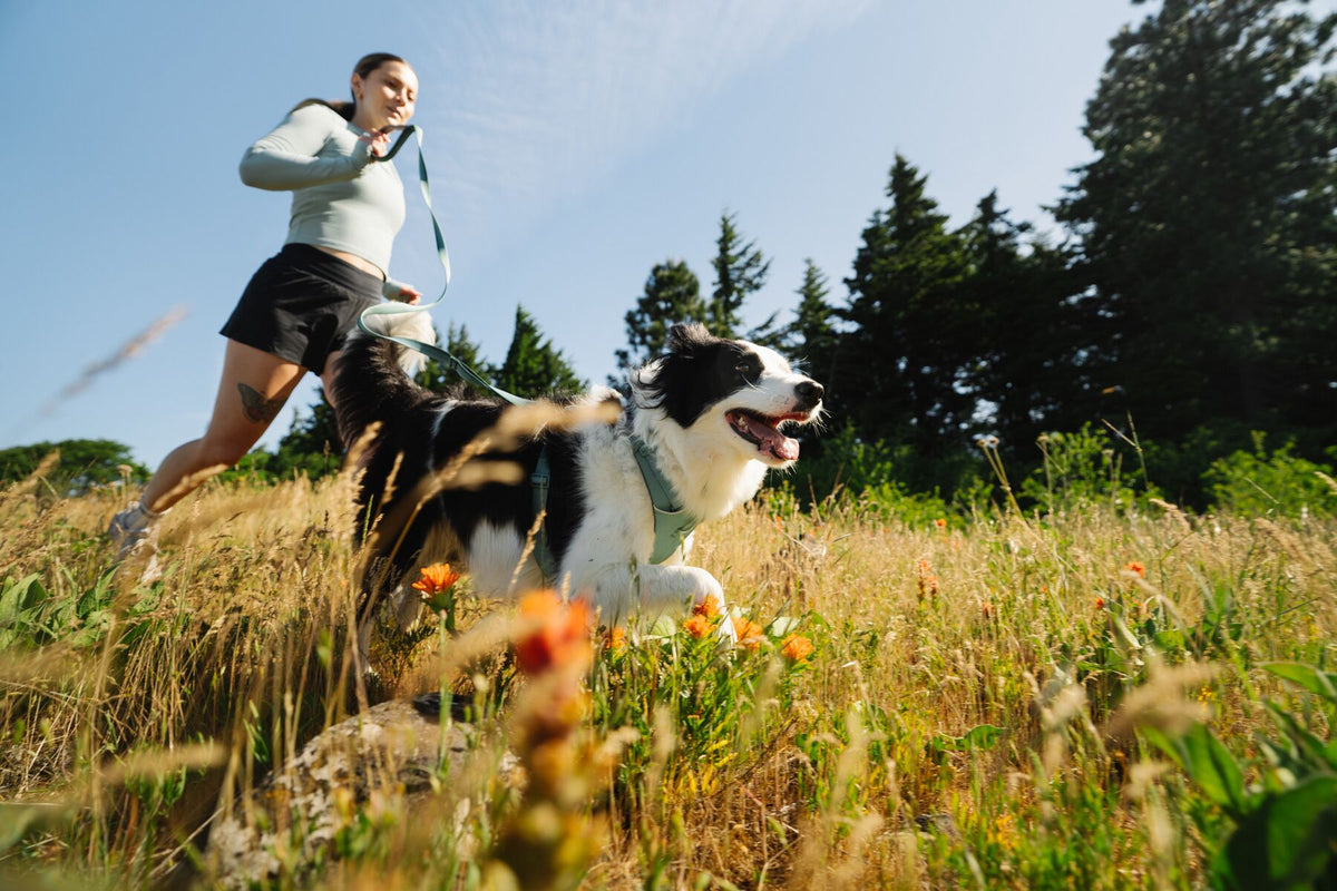 A black and white Border Collie wearing the Ruffwear Front Range Harness running at full stride through a wildflower meadow on a lead, woman trail running behind through golden grass and pine trees

