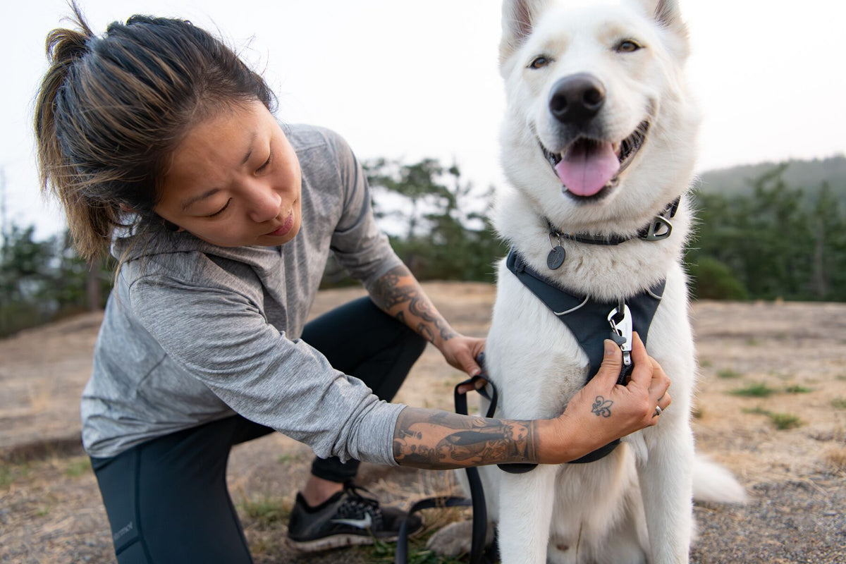 A woman kneeling to clip a Ruffwear Front Range Lead onto the chest attachment point of a Front Range Harness worn by a happy white Husky, outdoors on open rocky ground