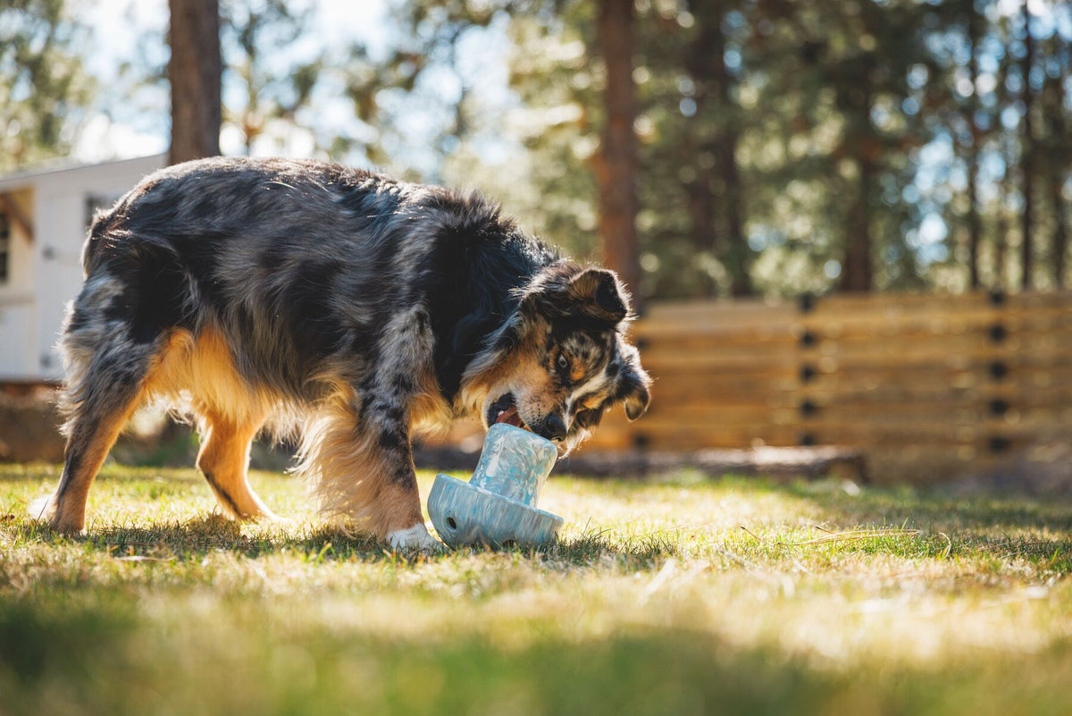 Australian Shepherd dog picking up the stem of the Ruffwear Porcini enrichment toy in Gray Sky on sun-drenched grass, pine trees and wooden fence softly blurred behind