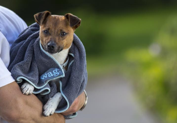 Henry Wag Microfibre Pet Towel, Dog Drying Towel | Barks &amp; Bunnies