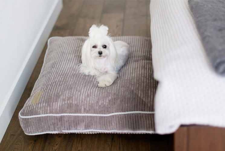 Bowl &amp; Bone Republic Deco Cushion Amber, Dog Bed | Barks &amp; Bunnies