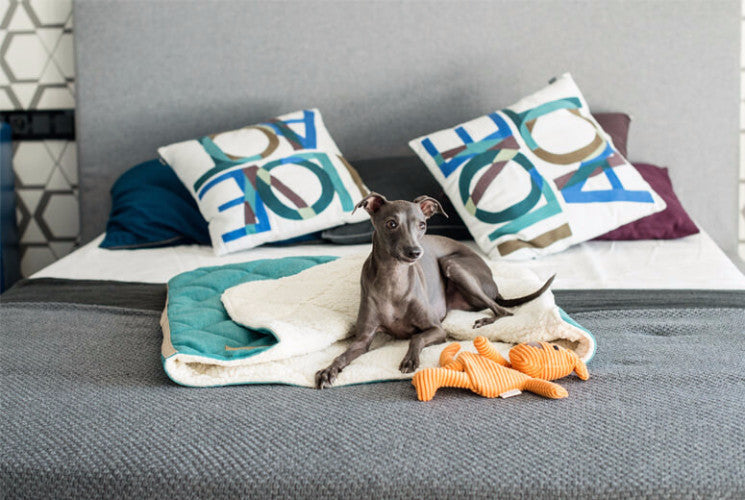 Bowl &amp; Bone Republic Dreamy Bed Lily, Cave Dog Bed | Barks &amp; Bunnies
