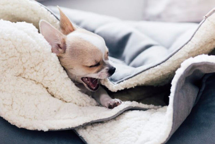 Bowl &amp; Bone Republic Dreamy Bed Mint, Cave Dog Bed | Barks &amp; Bunnies