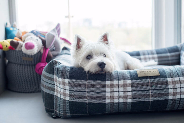 Bowl &amp; Bone Republic Scott Bed Blue, Dog Bed | Barks &amp; Bunnies