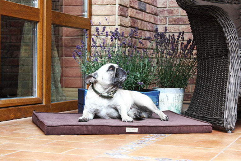 Bowl & Bone Republic Chill Mat Chocolate, Dog Bed | Barks & Bunnies