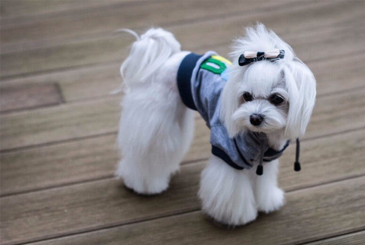 Bowl &amp; Bone Republic YOLO Hoodie Dog Coat | Barks &amp; Bunnies
