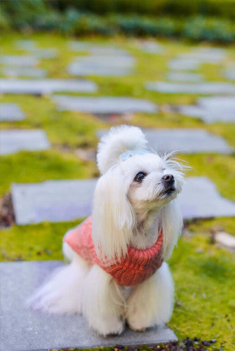 Bowl & Bone Aspen Pullover Grey, Warm Wool Dog Coat | Barks & Bunnies