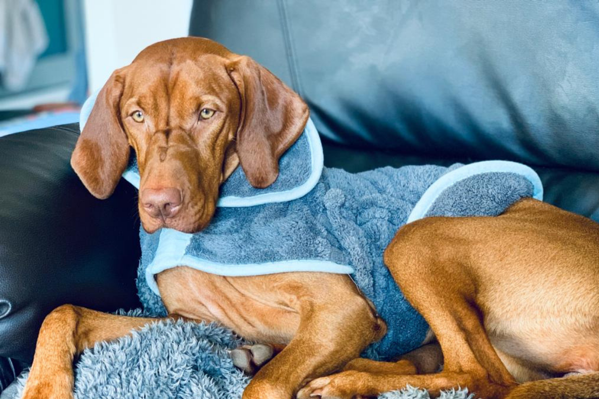Henry Wag Microfibre Dog Drying Coat | Barks &amp; Bunnies