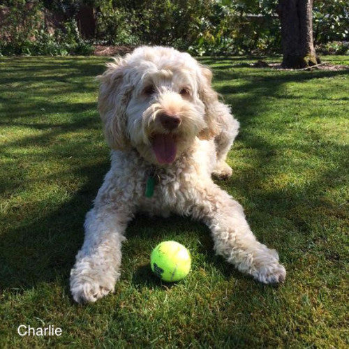 Kong Squeakair Tennis Balls, Kong Dog Toys UK | Barks &amp; Bunnies