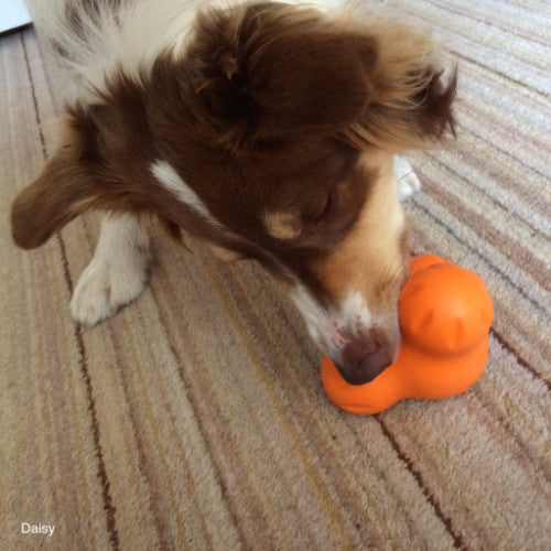 Zogoflex Tux by West Paw Design Indestructible Dog Toy | Barks &amp; Bunnnies