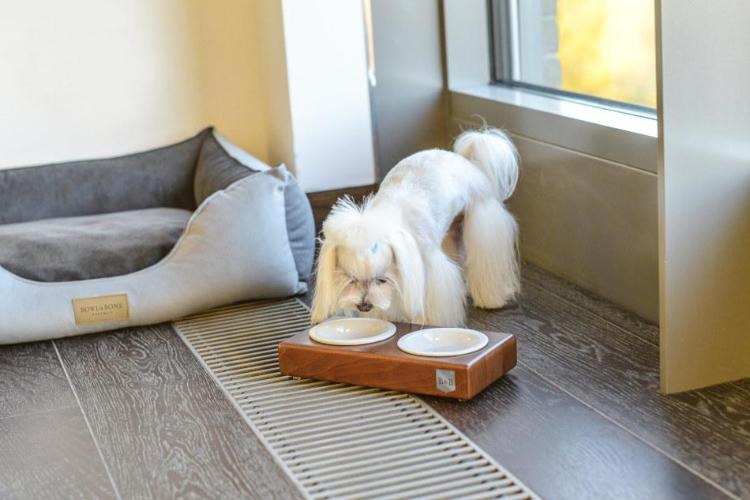 Bowl &amp; Bone Republic DUO CERAMIC Grey, Dog Bowl | Barks &amp; Bunnies