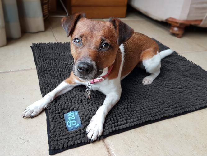 Henry Wag Microfibre Noodle Pet Mat for Dogs &amp; Pets | Barks &amp; Bunnies